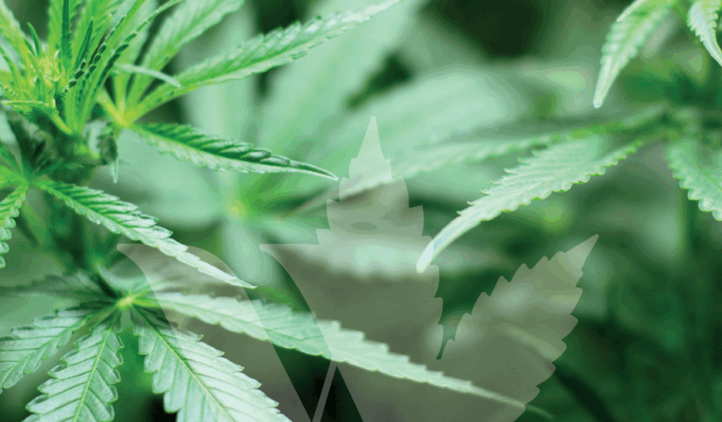 Cannabis WEECO Pharma GmbH