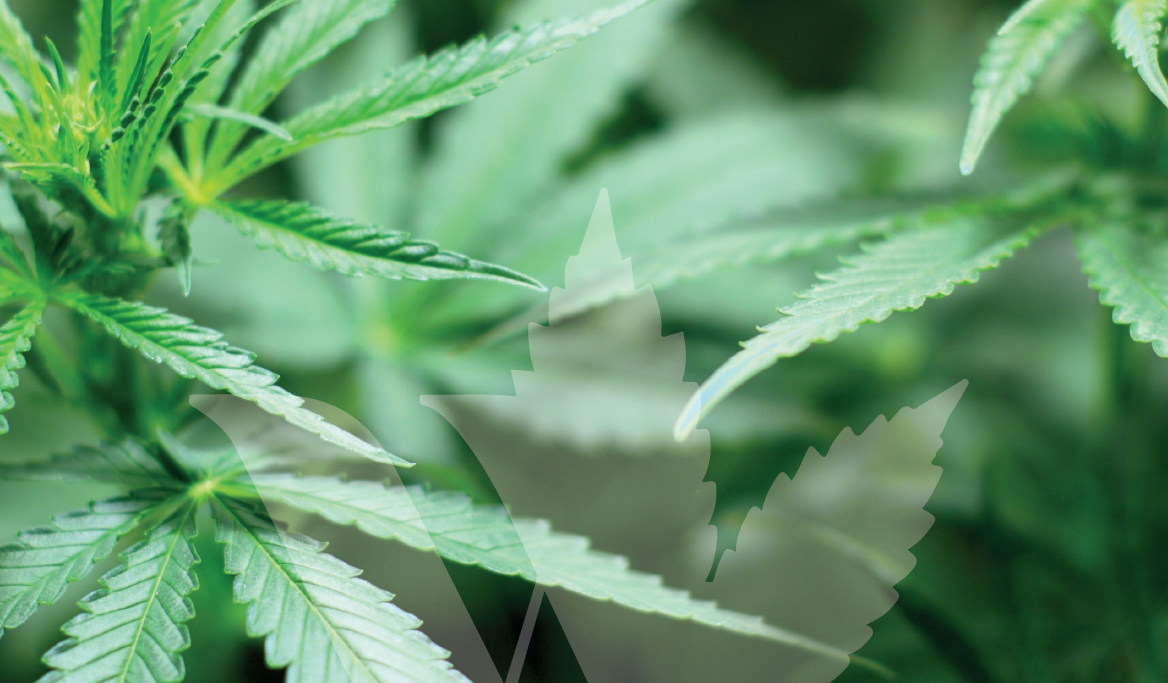 Cannabis WEECO Pharma GmbH