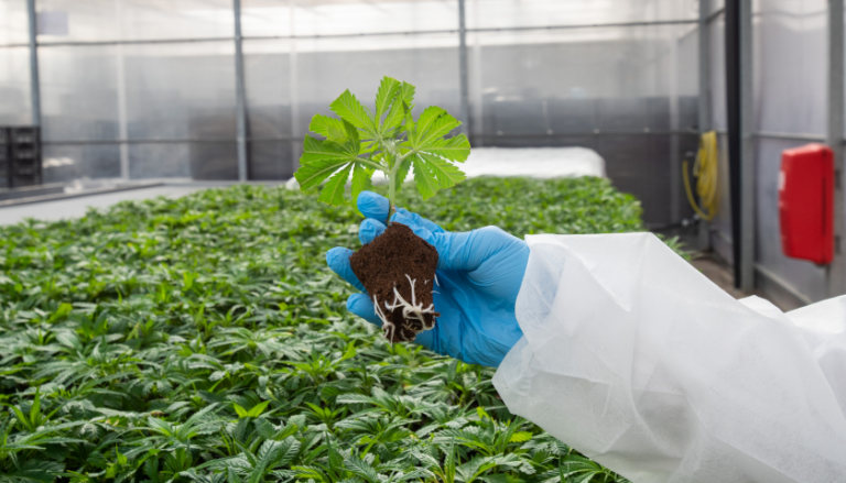 Cannabis flos Linneo