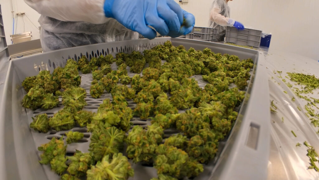 Cannabisblüten Schroll