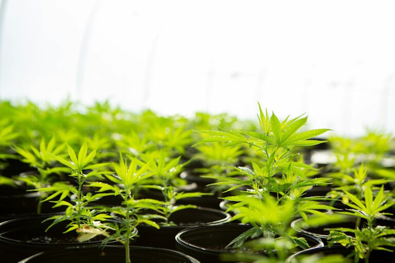 Modern pharmaceutical drying facility for medical cannabis